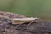 Catoptria lythargyrella